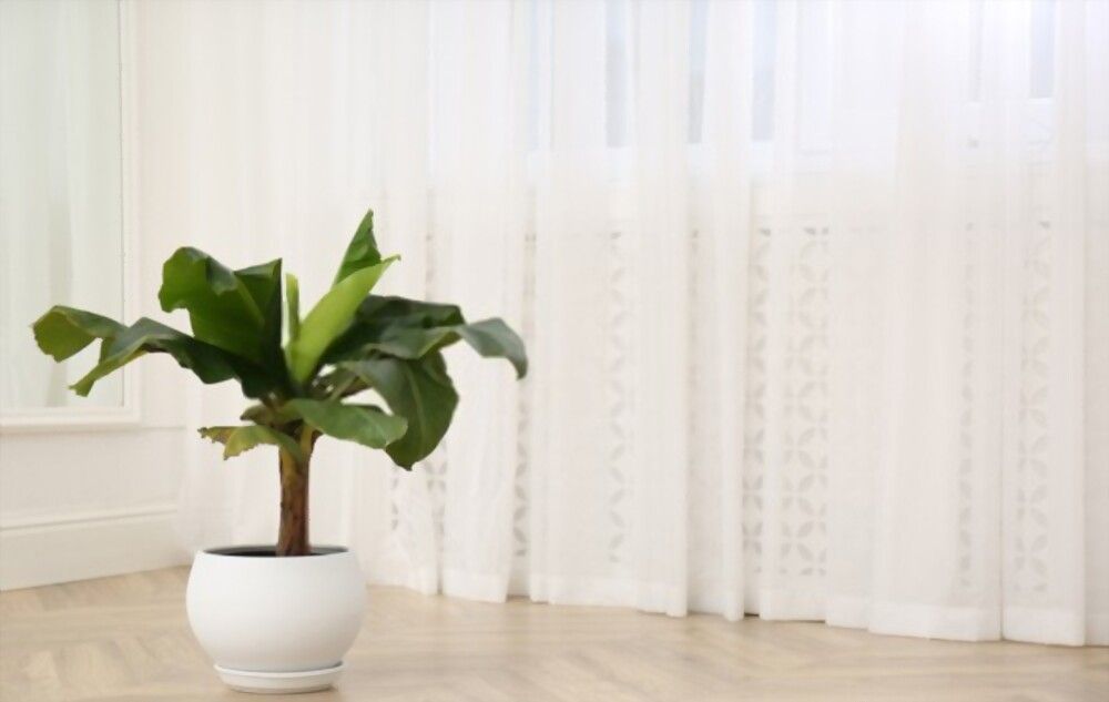 plantas en casa